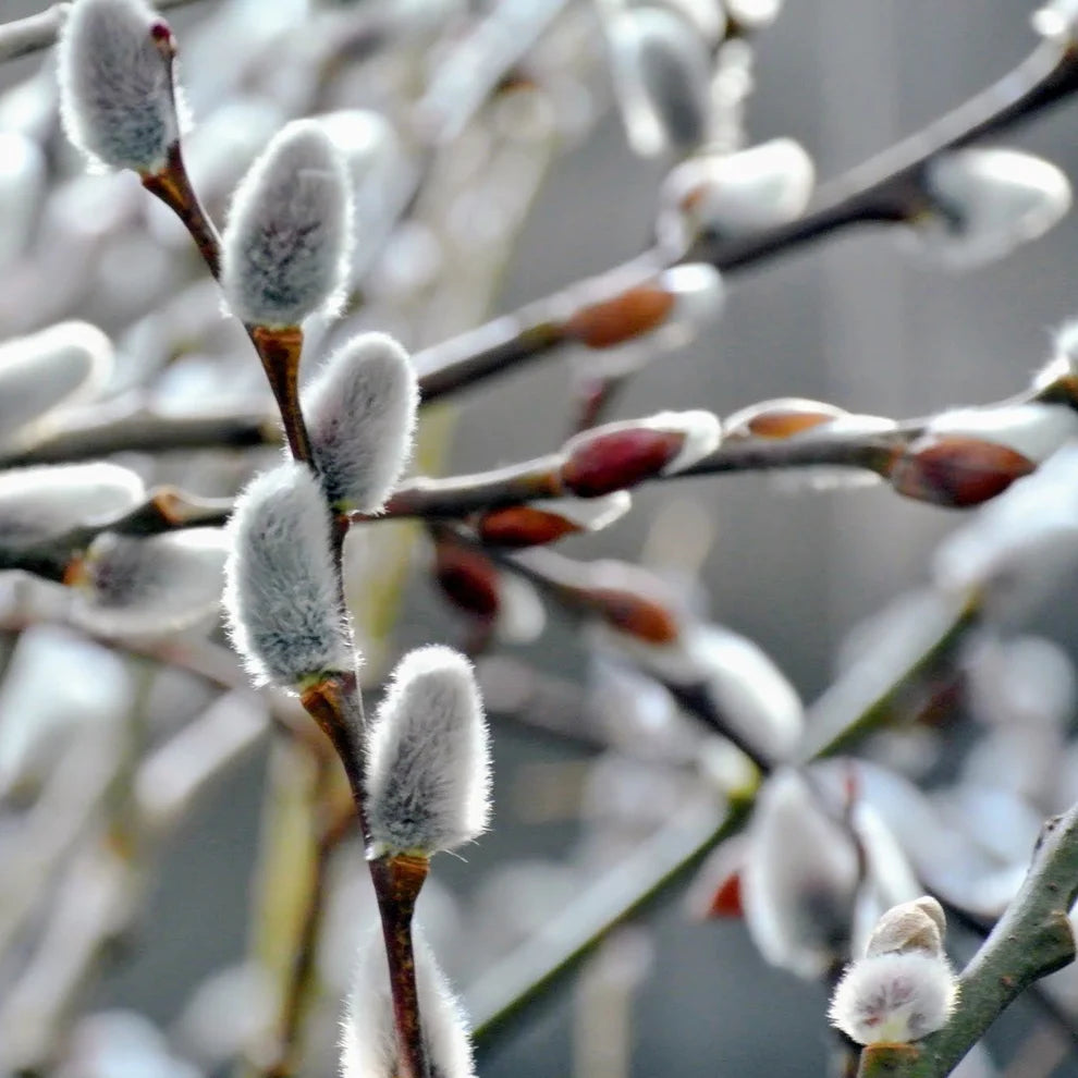 Salix branches, also known as Pussy Willow, with soft silver catkins, ideal for festive spring decorations.