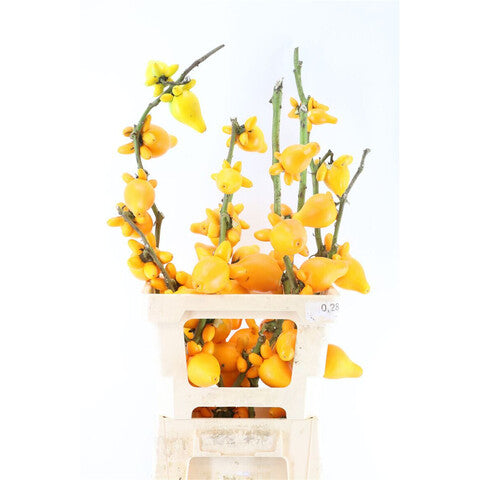 A bunch of Solanum Mammosum fruit displayed in a white crate, highlighting its peculiar shape and vibrant yellow color.