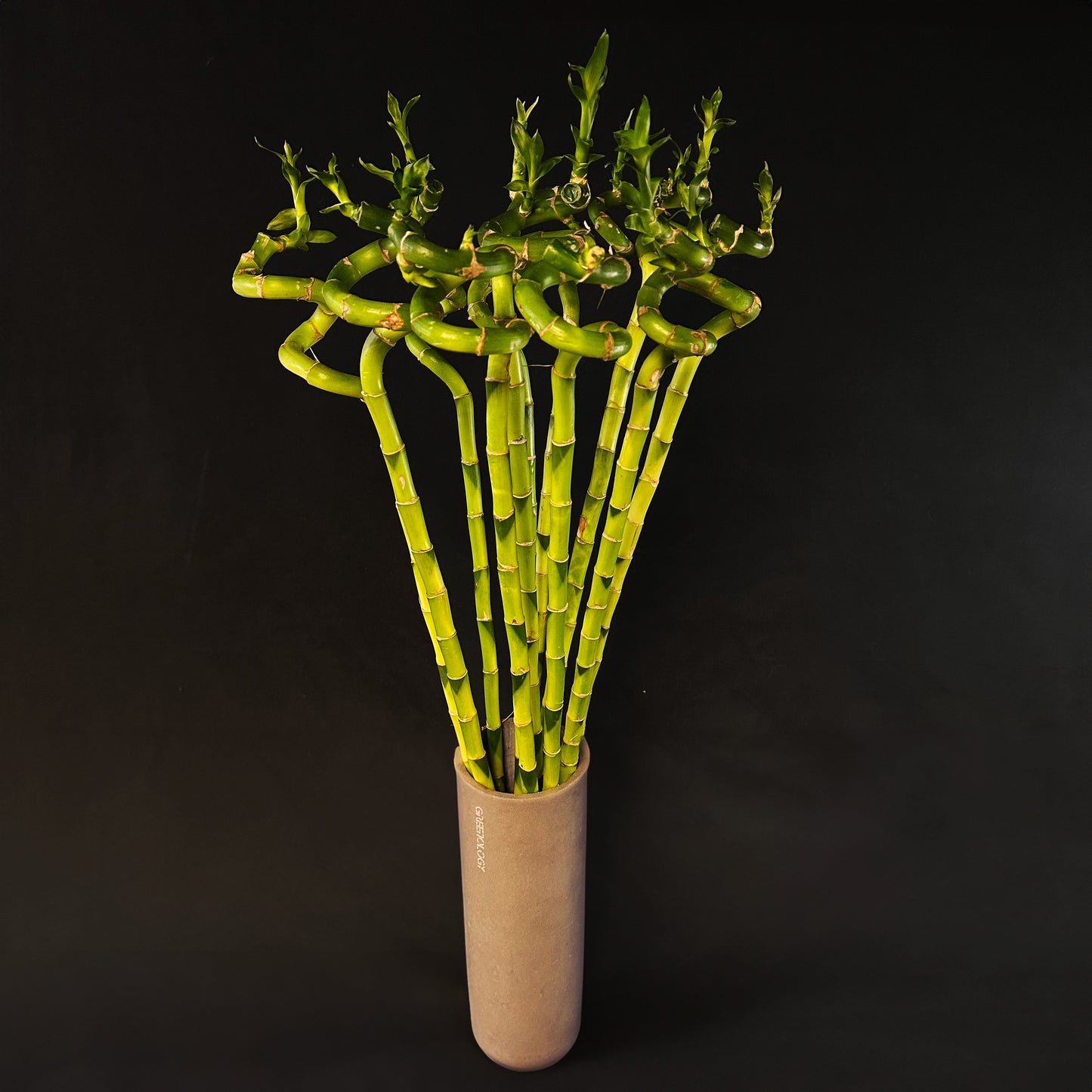 Spiral lucky bamboo twirls rising from a sleek vase for indoor decor