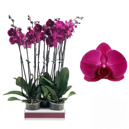 Elegant stellenbos orchid display, a sophisticated and graceful floral choice.