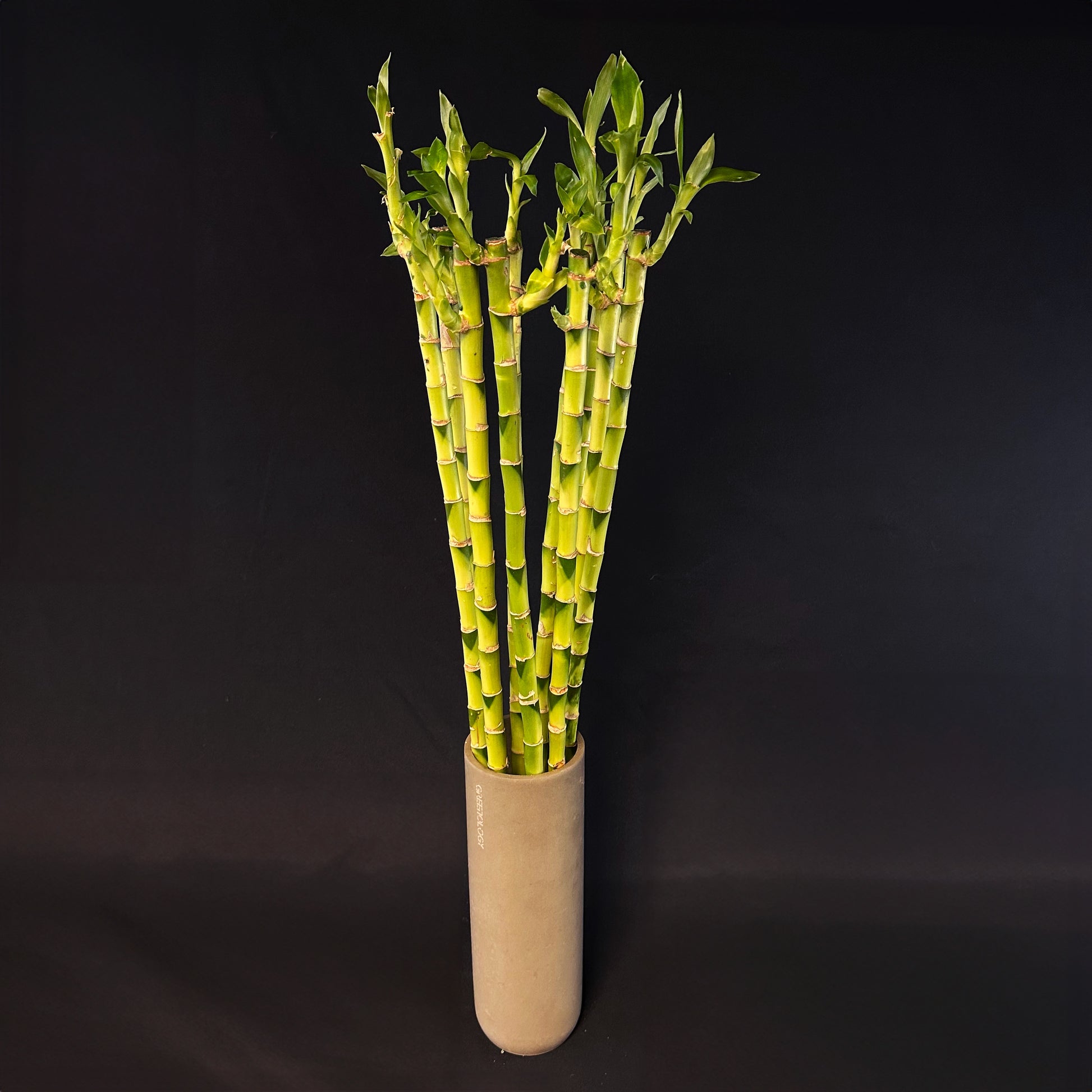 Tall straight lucky bamboo stalks growing vertically in a modern vase