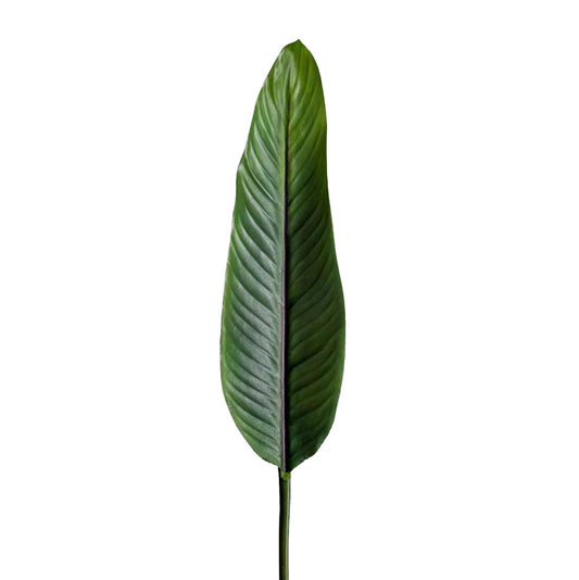 Lush green Strelitzia leaf, also known as Bird of Paradise, symbolising tropical elegance.