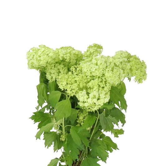 Green snowball-like blooms of Viburnum opulus 'Roseum' for garden and decoration.