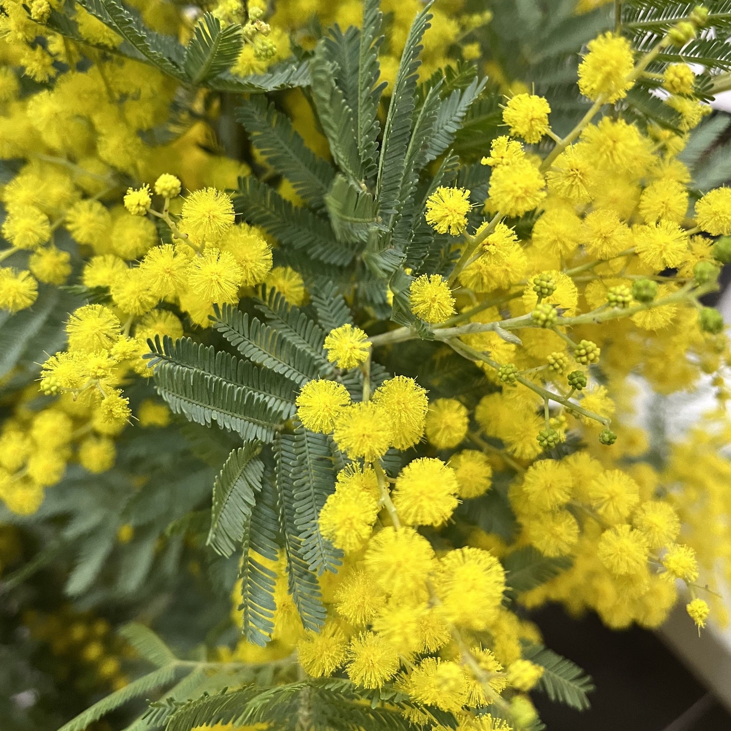 Vivid yellow acacia blossoms clustered on green branches, symbolizing spring and freshness.