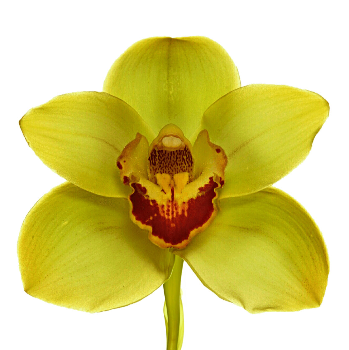 Close-up of a single yellow cymbidium orchid bloom with a striking burgundy pattern in the centre, showcasing the intricate details of its petals.