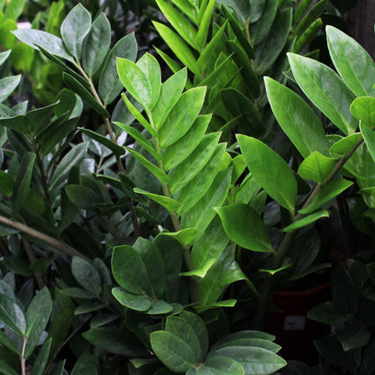 Lush and glossy leaves of Zamioculcas Zamiifolia, the ZZ Plant, known for its resilience and minimal care requirements.