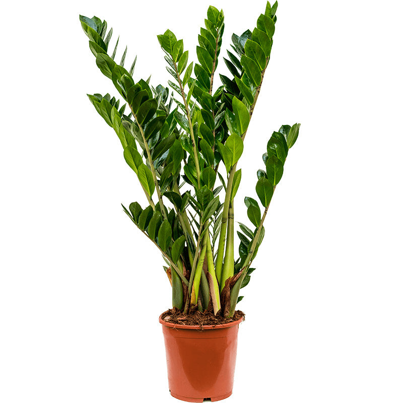 Lush green foliage of Zamioculcas Zamiifolia, also known as the ZZ Plant, perfect for indoor low-light areas