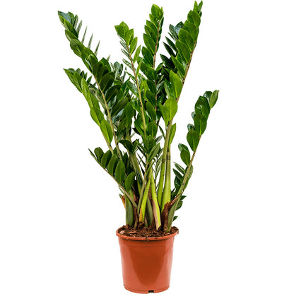 Lush green foliage of Zamioculcas Zamiifolia, also known as the ZZ Plant, perfect for indoor low-light areas